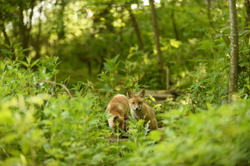 Fuchs Junge Rotfuchs Jungfuchs - fox young fox kit
