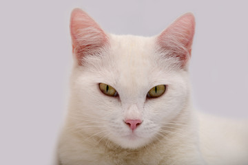 white cat with yellow eyes