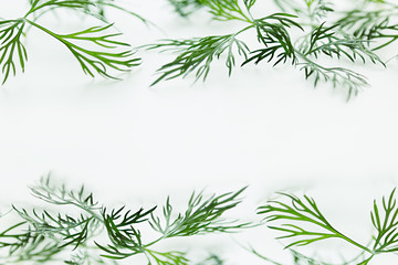 Sprigs of green dill on a white background. Frame with copy space for text.