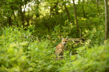 Fuchs Junge Rotfuchs Jungfuchs - fox young fox kit