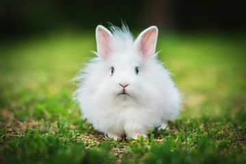 Little white angora rabbit walking outdoors in summer