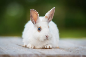 Little dwarf rabbit with big ears