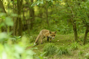 Jungfuchs junger rotfuchs - jung red fox 