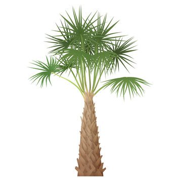 Exotic tropical high detailed palm tree isolated.