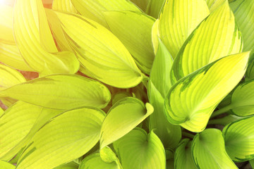 Obraz premium Green leaves of a hosta