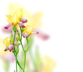 Obraz na płótnie Canvas Flowers of iris of yellow and purple colors