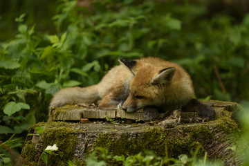 fox young fox pup 