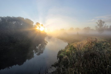 sun rays through the trees in the fog