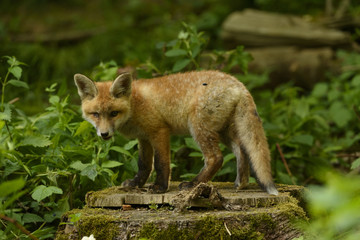 Naklejka na ściany i meble fox young fox pup 