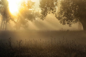 Fototapeta na wymiar sun rays through the trees in the fog