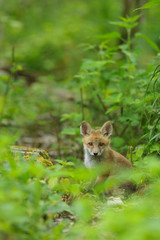 fox young fox pup 