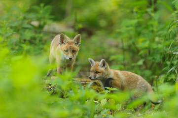fox young fox pup 