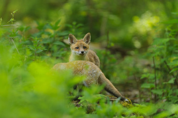 fox young fox kit 