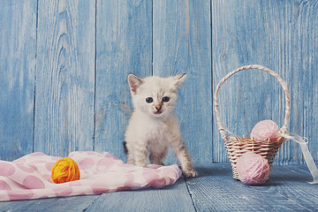 Obraz na płótnie Canvas White kitten at blue wood
