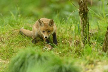 fox young fox kit 
