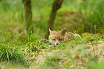 fox young fox kit 