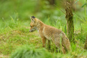 Rotfuchs Nachwuchs - fox 