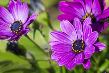 Obraz premium Beautiful purple flowers in the garden