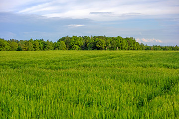 green wheat field and cloudy sky