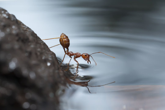 Close-up of an ant on a rock drinking water, Jember, East Java, Indonesia
