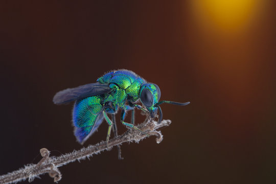 Bee on a branch, Jember, East Java, Indonesia
