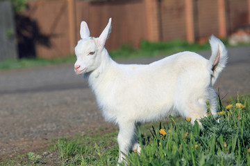 Fototapeta premium goatling on a meadow