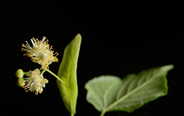 Flowers of linden tree