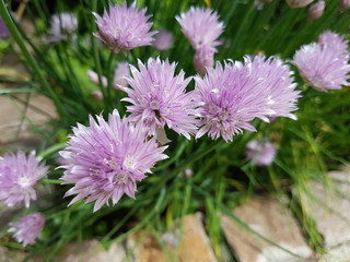 Schnittlauch, Allium; schoenoprasum