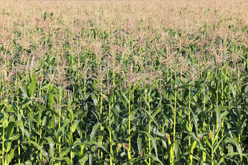 corn field