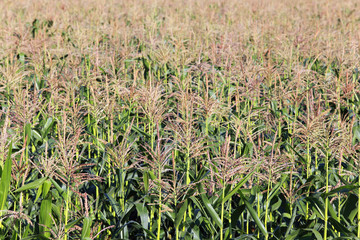 corn field