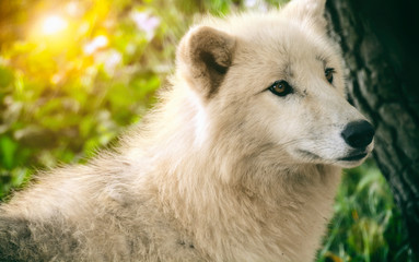 Obraz premium White wolf in the forest