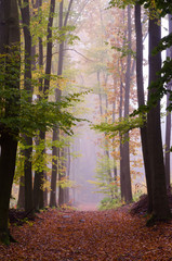 Foggy autumn path