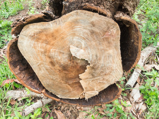 Top view of a fresh tree stump from felled maple in a forest close-up with shallow depth of field...