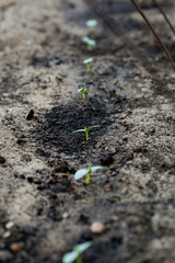 New green sprout growing in summer garden.