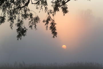 Fototapeta premium foggy morning