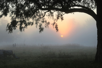 foggy morning - 112710031
