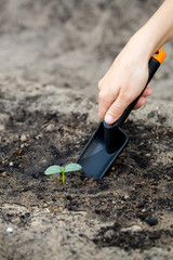 Woman's hand transplanting a small plant with shovel.