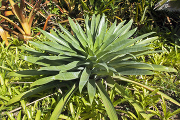 Obraz premium Succulent Green Plant in Natural enviorment