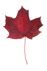 colorful autumn leaves on a white background