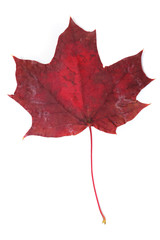 colorful autumn leaves on a white background