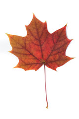 colorful autumn leaves on a white background