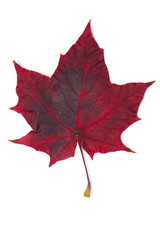 Naklejka premium colorful autumn leaves on a white background