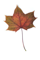 colorful autumn leaves on a white background
