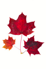 colorful autumn leaves on a white background