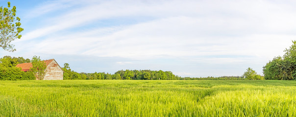 Rural landscape panorama with wheat field and barn