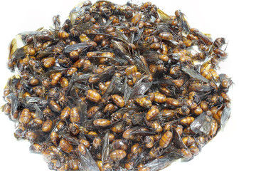 subterranean ants, local cuisine of Thai, Northern style food, Lanna style food In The north of Thailand.