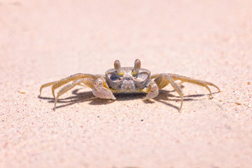 Crab on the beach, Cayo Levisa, Cuba