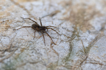 Eight legged brown wolf-spider on a rock close-up