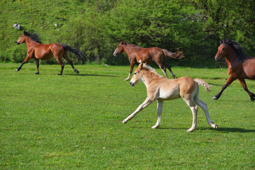 Naklejka na ściany i meble Little foal running on a green grass field with flowers and other horses