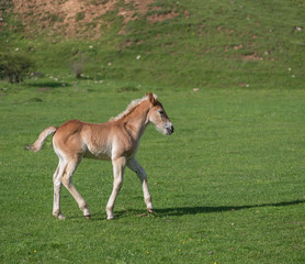Obraz na płótnie Canvas Little foal on a green grass field with flowers